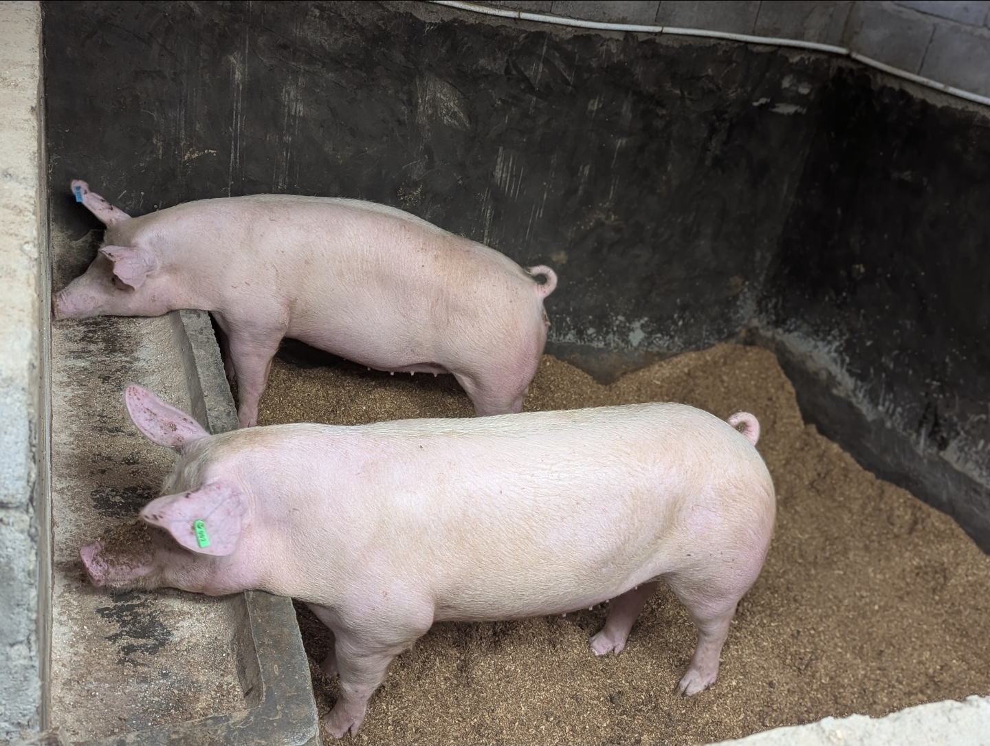Pigs at Castle Garden Farm in Bokwaongo–Buea, Cameroon