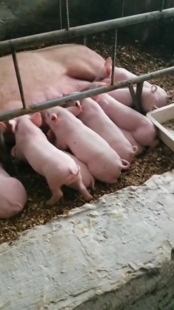 Castle Garden Farm pigs and facilities in Bokwaongo–Buea, Cameroon