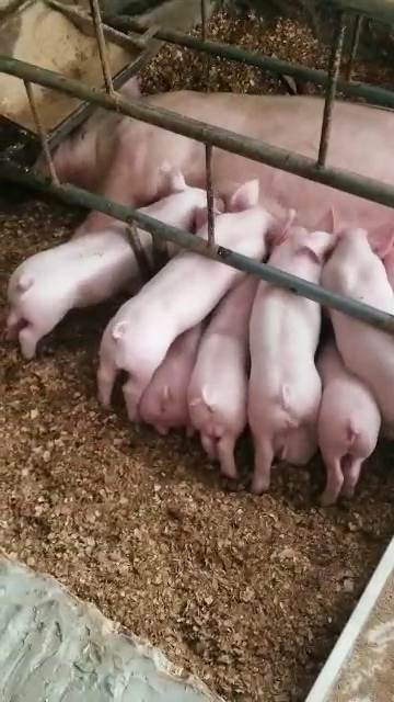 Piglets nursing at Castle Garden Farm